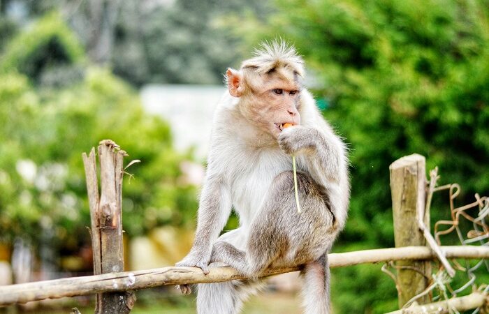 Herpes-Exposed Monkeys Spark Legal Battle Against Neuralink
